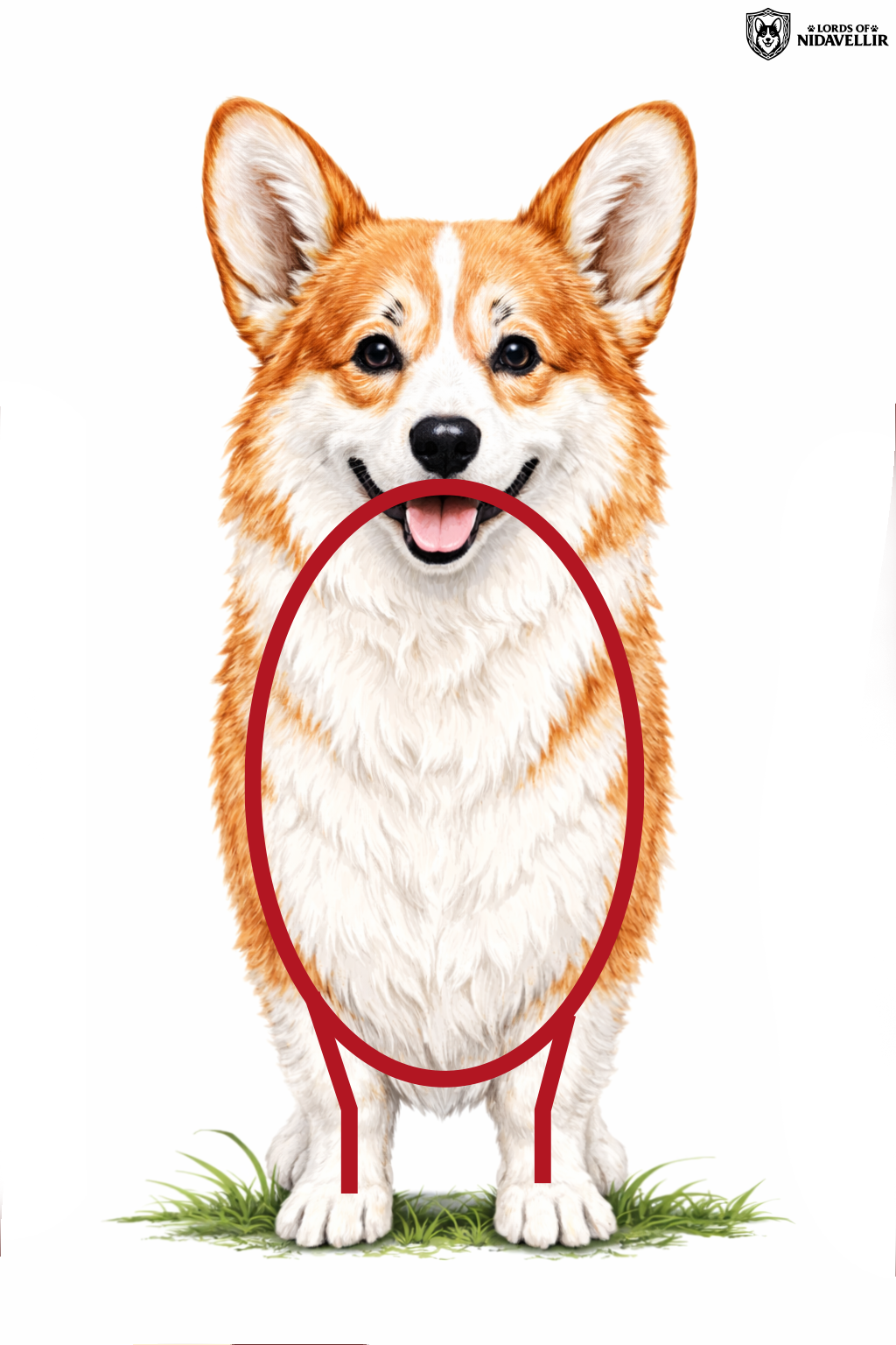 Za wąski front u Welsh Corgi Pembroke